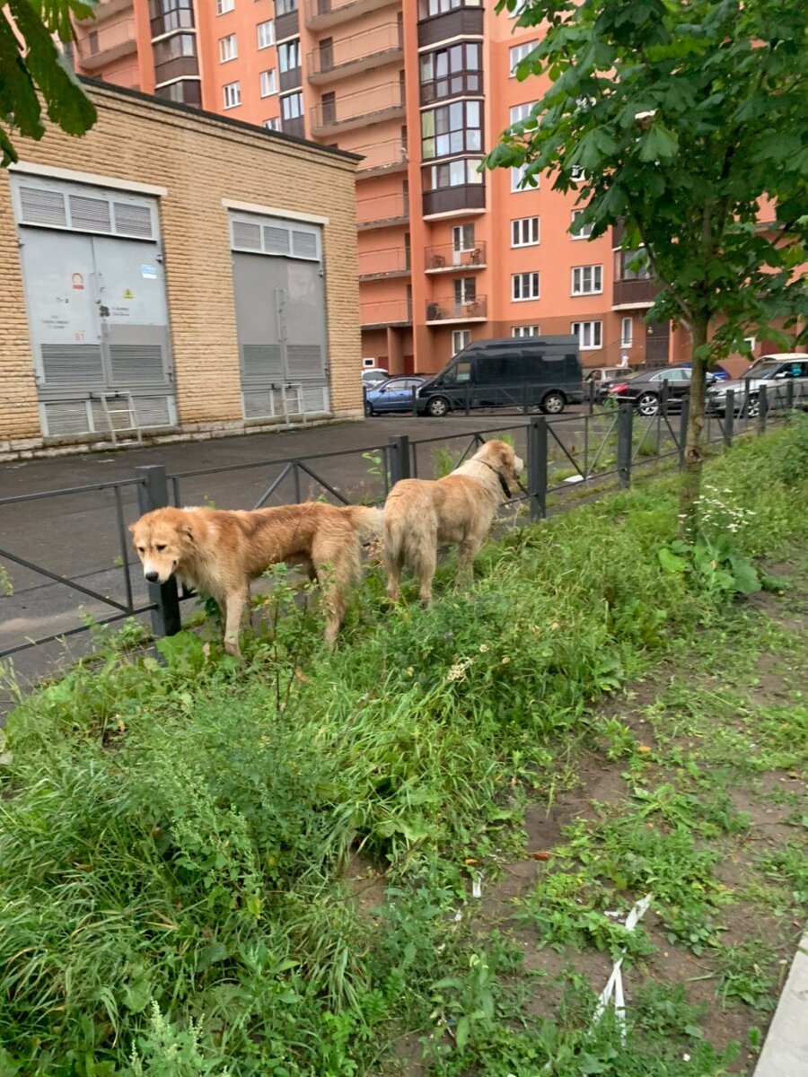 Два великана