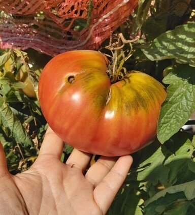 Сорта томатов, которые обязательно посажу в будущем году