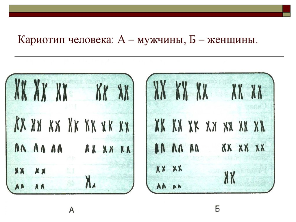 Кариотип человека определяют