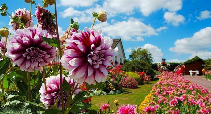 Садовые цветы