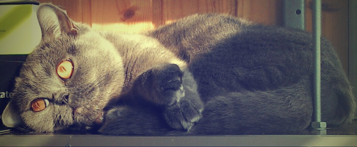 Варежка. Фото автора