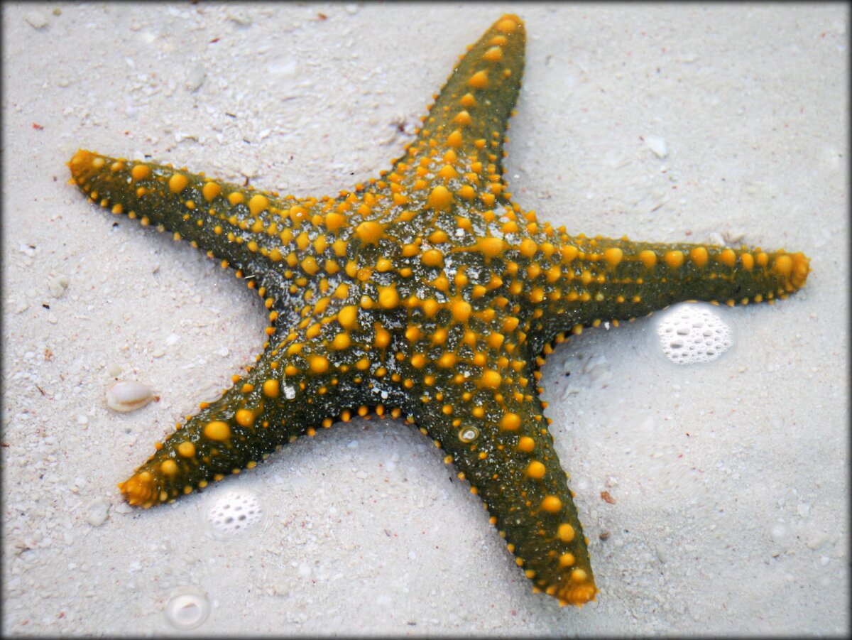 Занзибар морские звезды