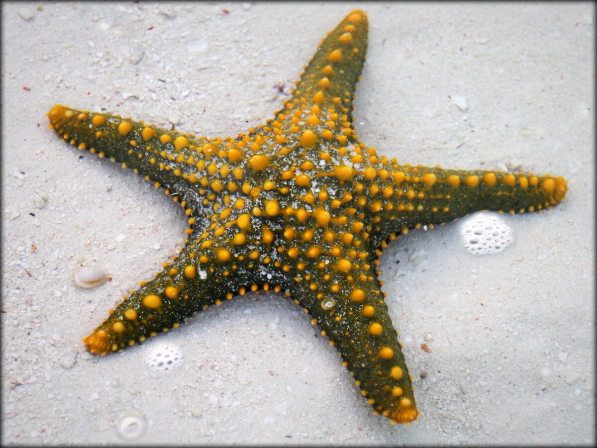 Star island. Занзибар морские звезды. Морская звезда острая. Морские звезды в море на Занзибаре. Звезды на острове.