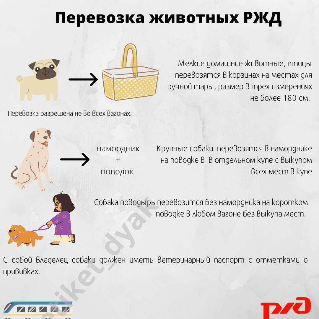 Как перевезти своего питомца в общественном транспорте без скандалов и  стрессов. | Анна Дыяк об этикете | Дзен