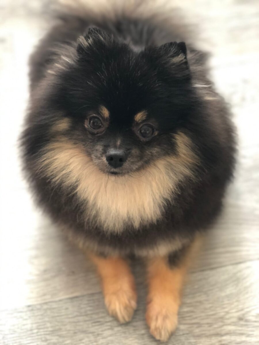 милый снаружи, чертенок внутри