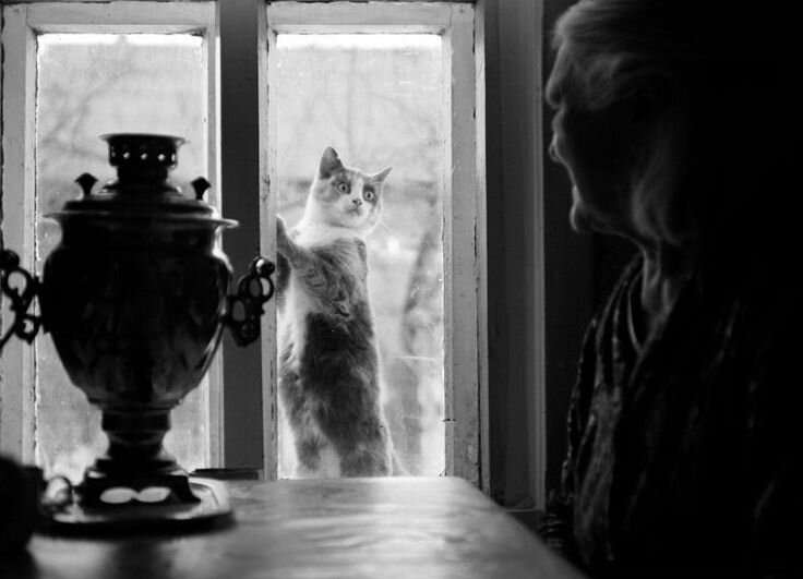 Чья-то бабушка с котом. Фото из открытых источников
