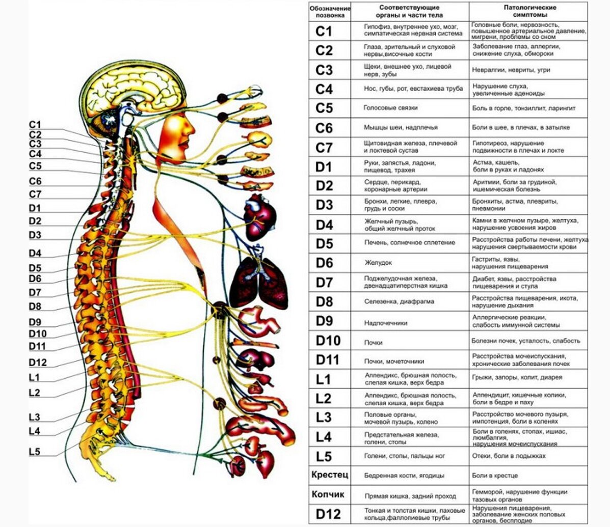 Связь позвоночника и внутренних органов