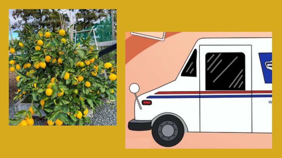 Их нравы. Коллаж из Инстаграмм фотографий 