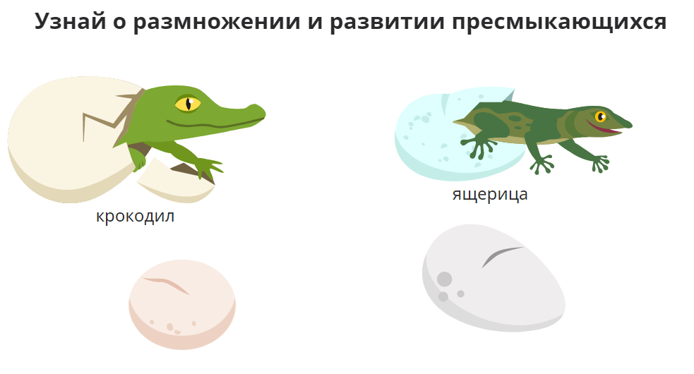 А тут кто? Ой мамочки! Он-на так-кая лап-почк-ка!