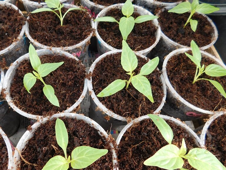 Семена перца взошли и тронулись в рост. ЛПХ Хозяйство Салминых.