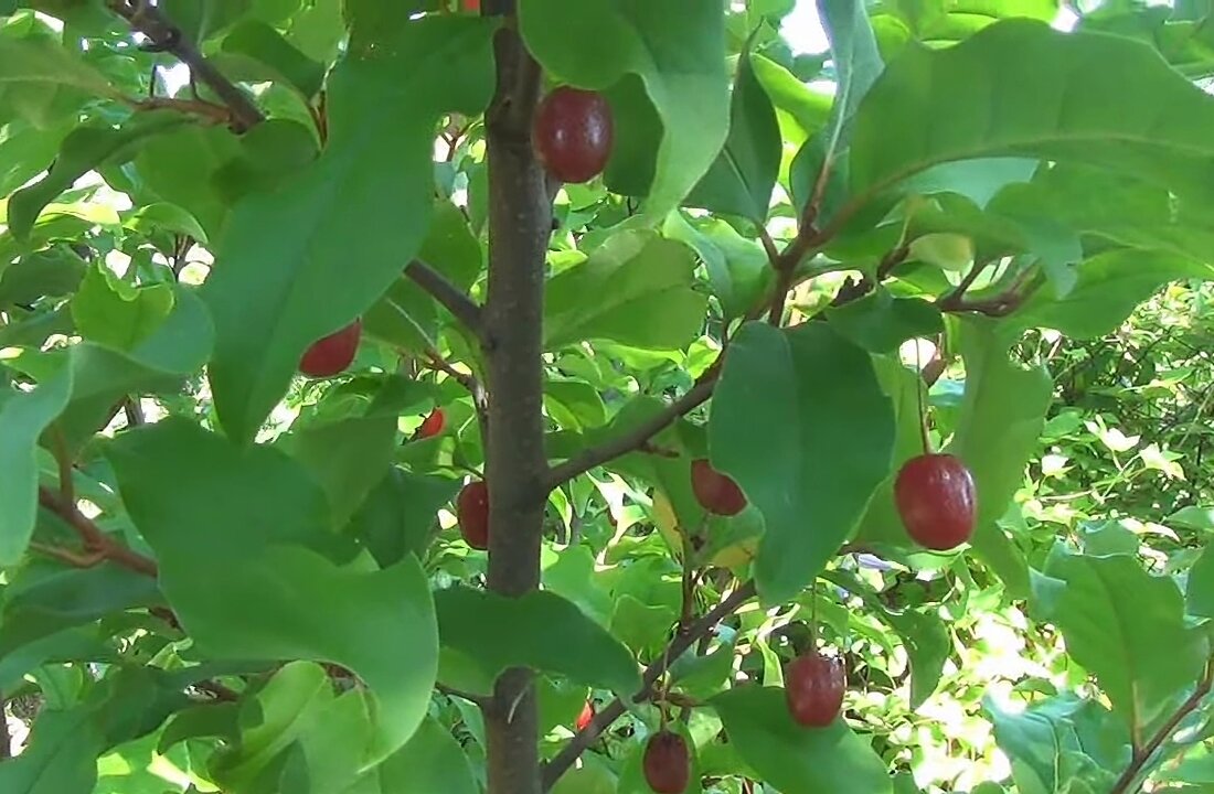 Фото сделано в 2020 г