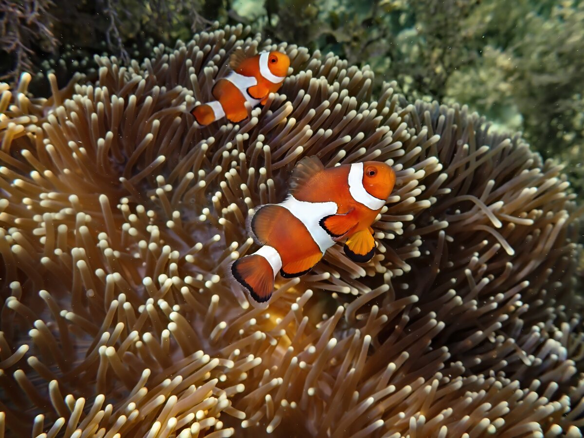 Рыба-клоун.