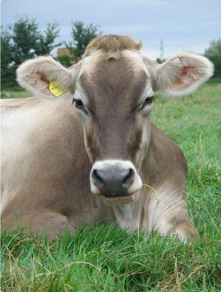 Швицкая порода коров и быков: характеристика. фото, отзывы, описание