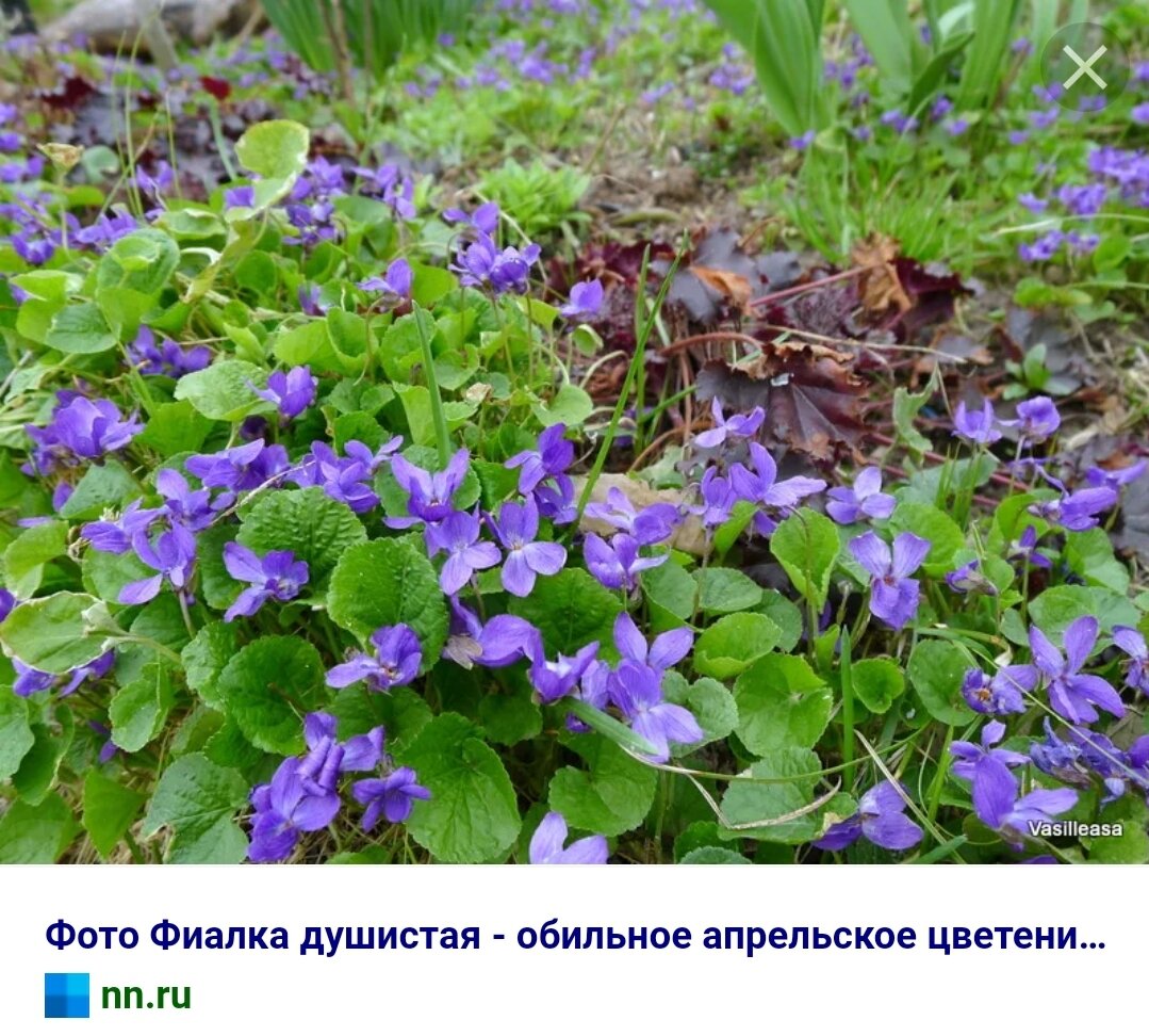 Viola odorata фиалка душистая