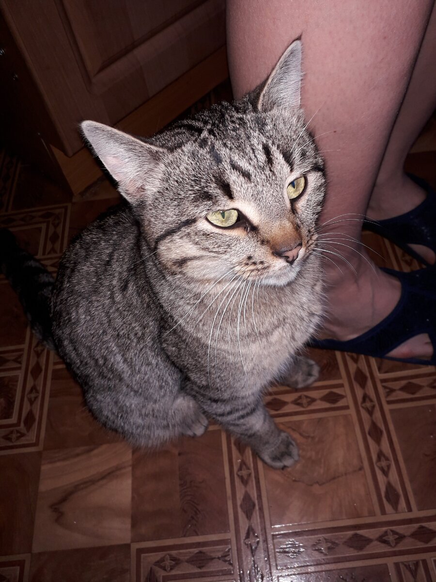 Серый еще у меня дома, ласков и замурчателен 