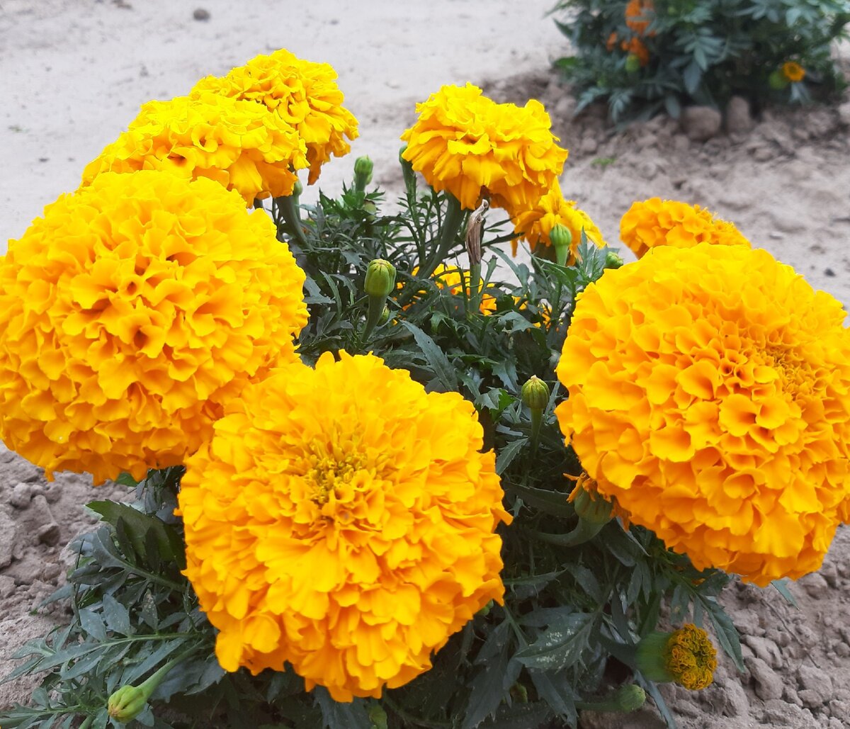 Мои бархатцы