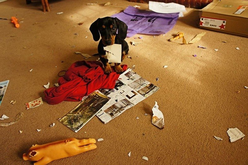 Таксы очень активные и их постоянно нужно чем-то занимать