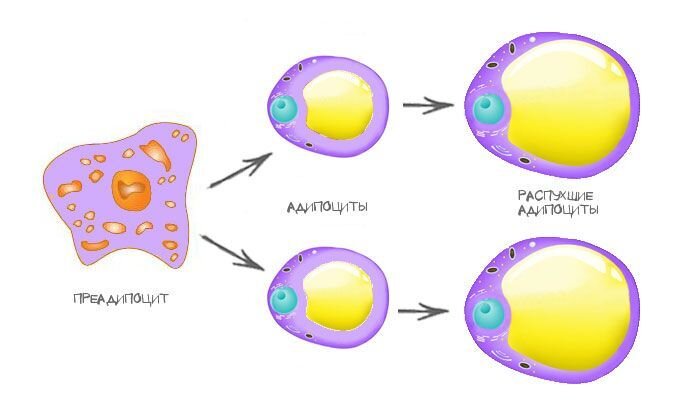                                                                          Растущий аципоцит