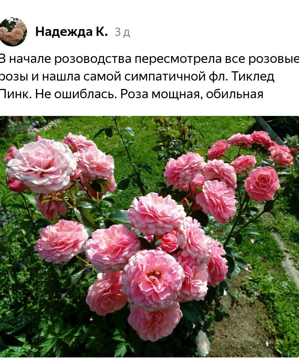 амстердам пинк флорибунда роза
