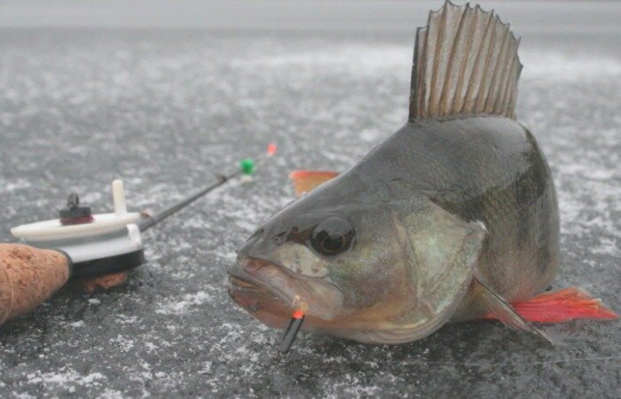 На что ловить рыбу зимой: эффективные приманки и снасти