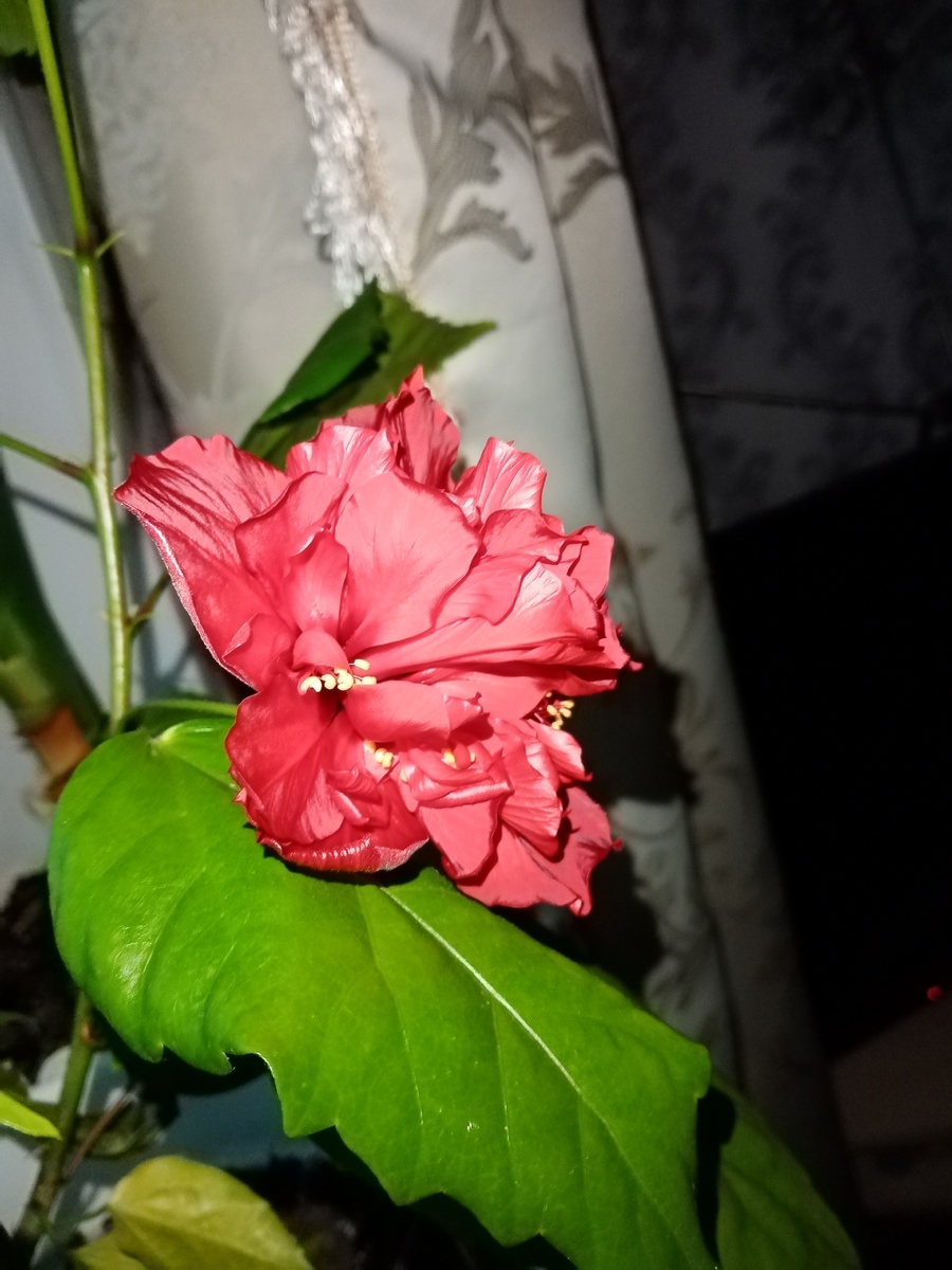 чайная роза. Мой первый цветок