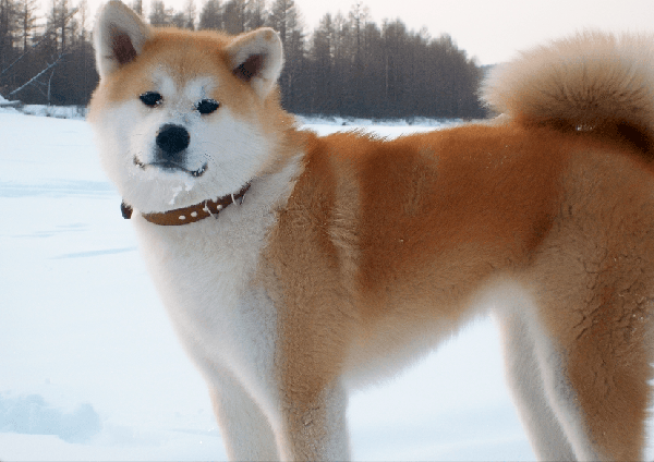 Акита-ину. Источник https://www.google.ru/imghp