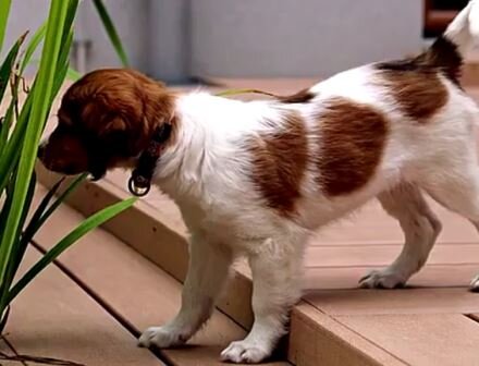 Щенок породы коикерхондье