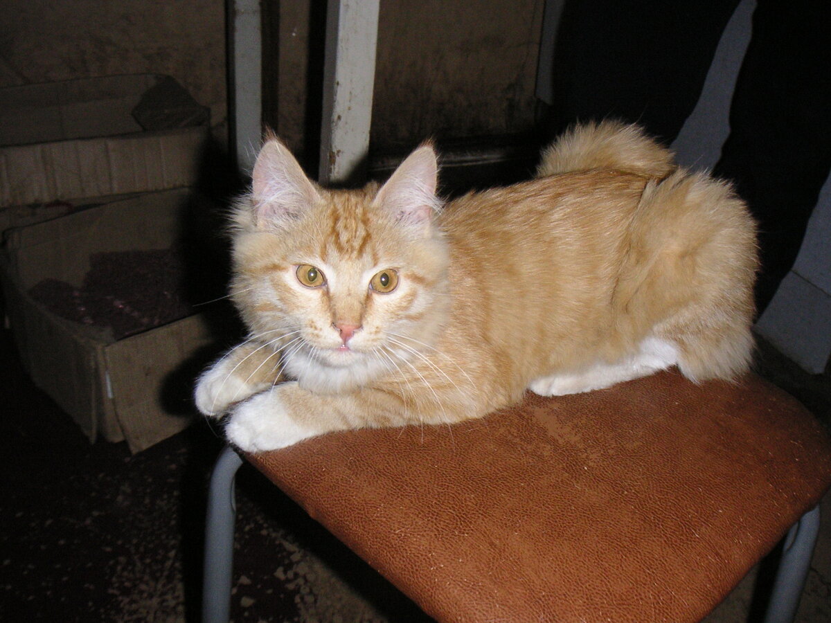 Ластик