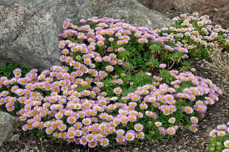 Erigeron glaucus
