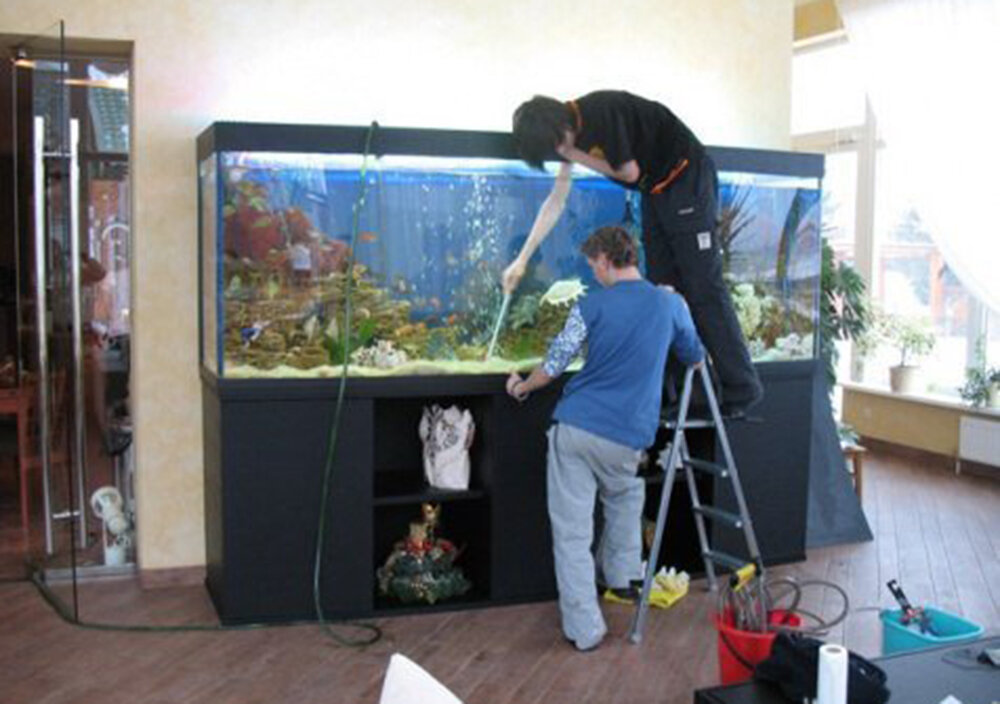 Запущенный аквариум. Заселение аквариума. Рыбки для аквариума. Заселение аквариума. Старт для аквариума.