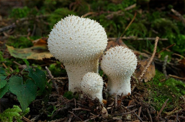 А это не Lycoperdon marginatum!!! Это дождевик шиповатый, легко спутать, не так ли?