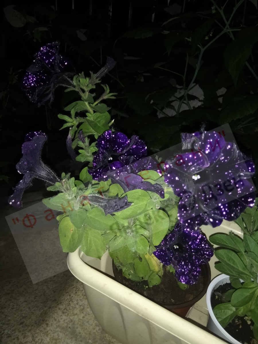 Петунии словно бы отражали своими белыми точками свет фонарика. 