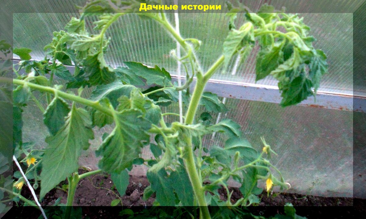 Жирование томатов что делать. Жирование рассады томатов. Томаты жируют в теплице. Жирующие листья томатов. Рассада помидор жирует.