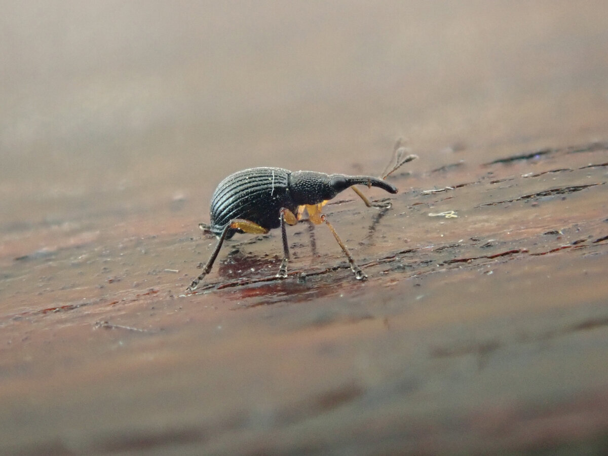 Клеверный семеед Protapion trifolii. Касимов, 11 мая 2021.