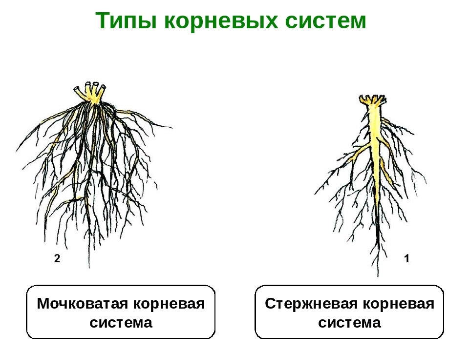 Корневая система щавеля рисунок