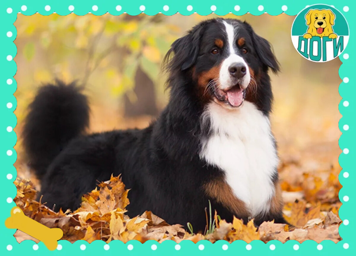 Берн играет с листьями. Фото в свободном доступе