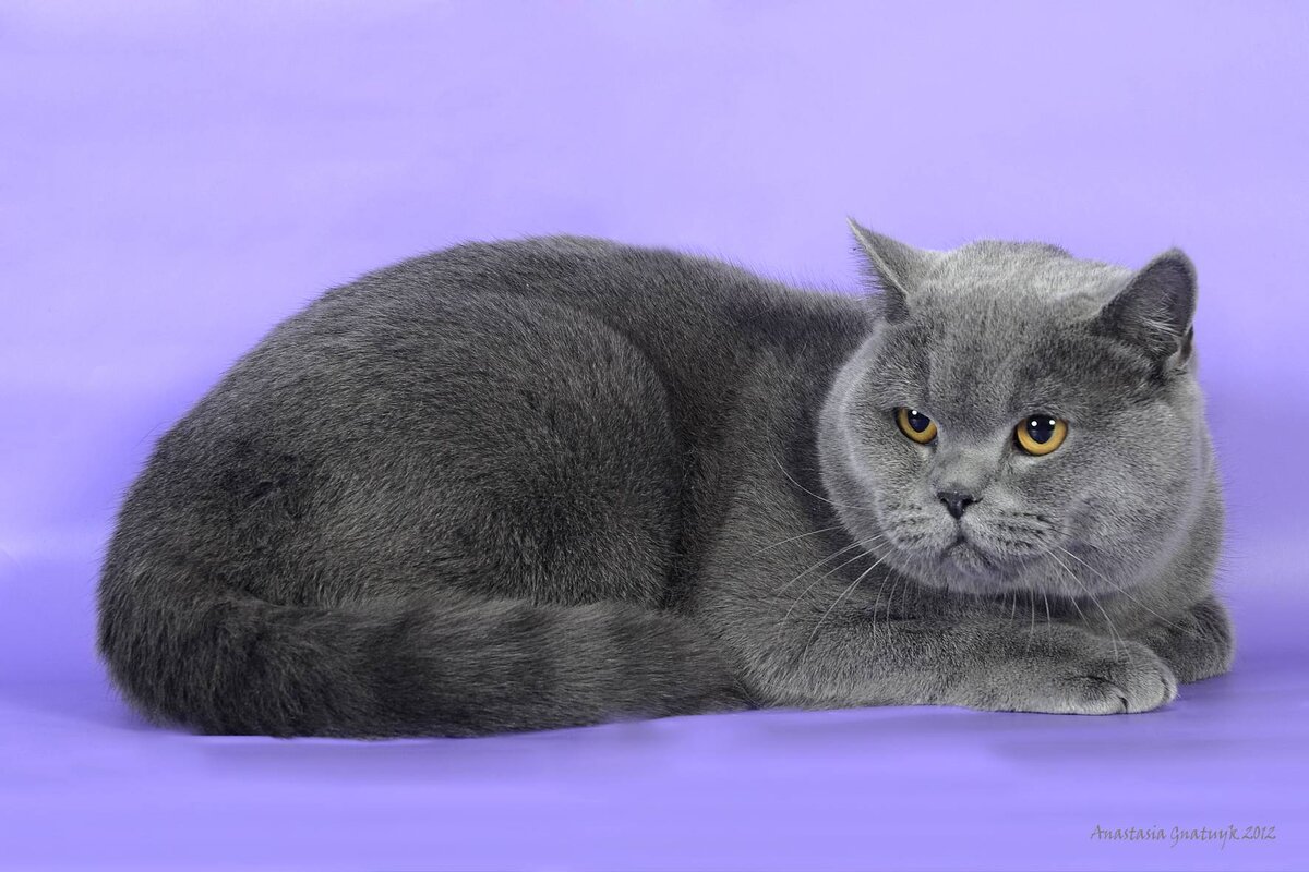 Британский кот (или кошка). Источник: Яндекс.Картинки 