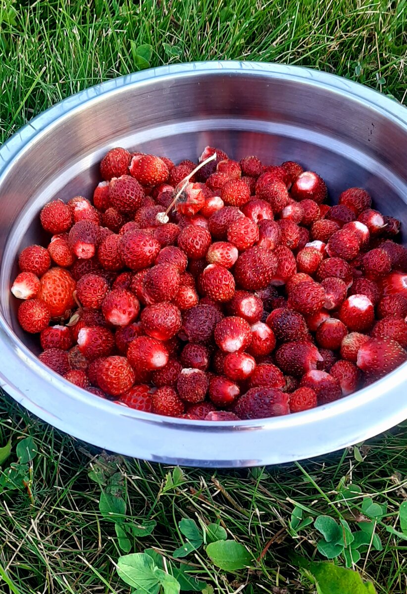 Садовая земляника