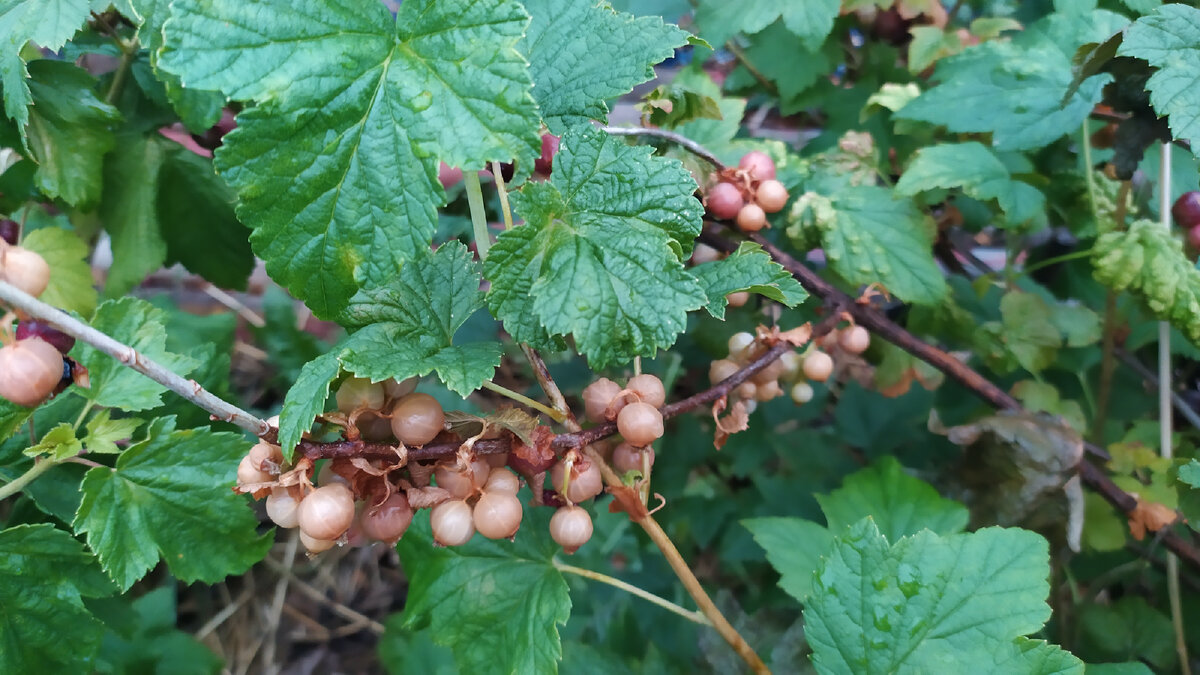 Вареная черная смородина