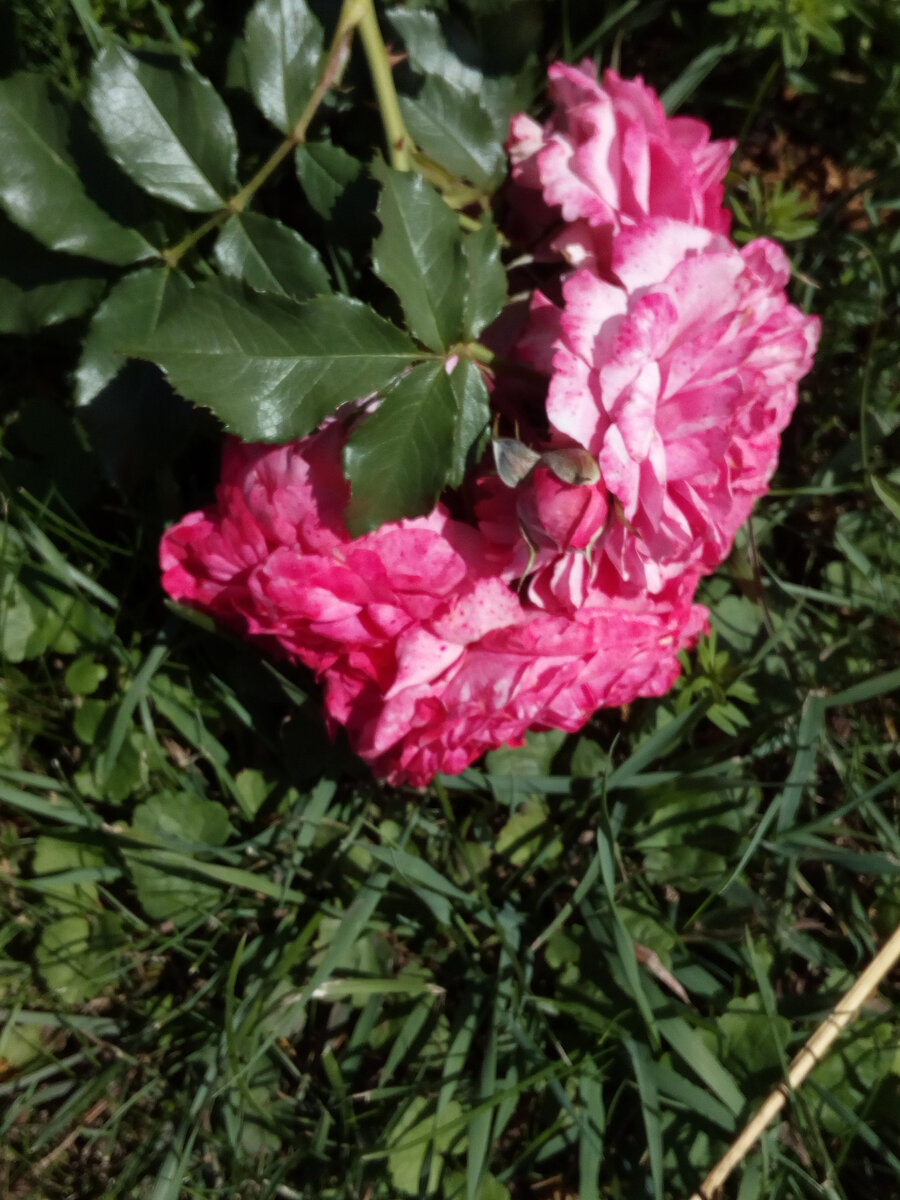 Роза для букета. Плетистая. Растет давно. Выносливая. Малоукрывная. Это был подарок мне на день рождения от старшей дочки. 