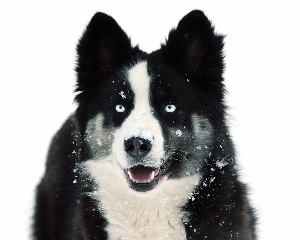 Мелисса, сука, якутская лайка.