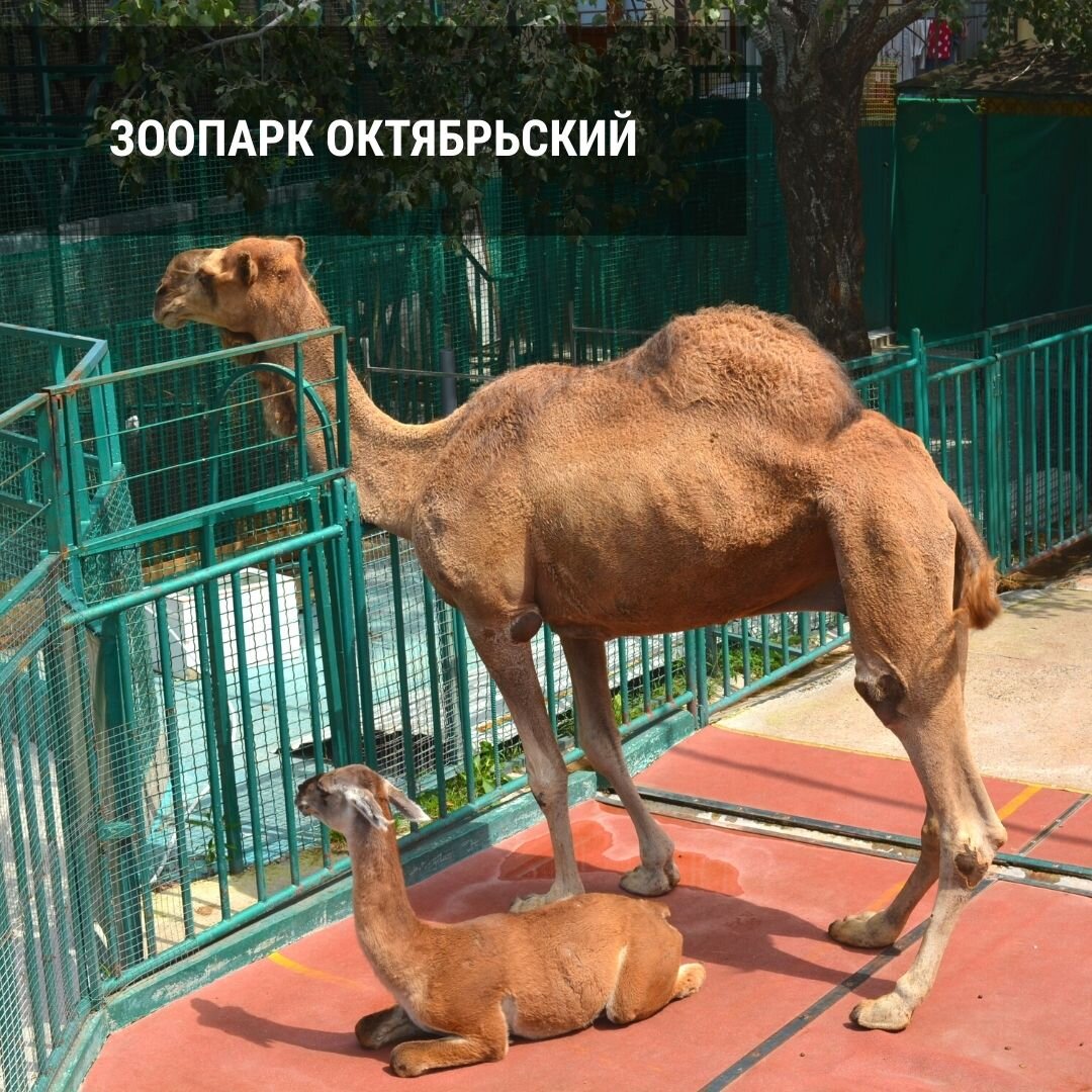 Он находится на территории санатория "Октябрьский". Просторная, красивая, ухоженная территория с интересным ландшафтным дизайном. Прекрасное место для прогулок. Декоративные растения, фонтаны, украшенные пальмы, гуляющие по дорожкам павлины, все это приятно порадует.