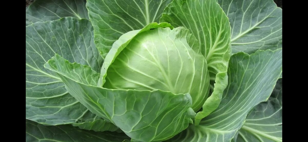 Всем известен такой продукт, как белокочанная капуста, которую называют «царицей огорода». И не зря, ведь она очень полезна для здоровья, является кладезю витаминов и минералов, а также имеет приятный вкус!