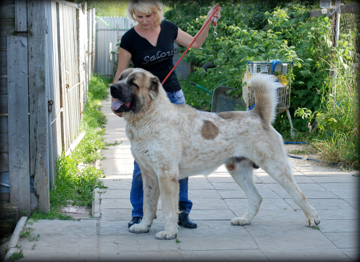 Алабай 🐕 как ухаживать, характеристика породы, размеры, клички, фото