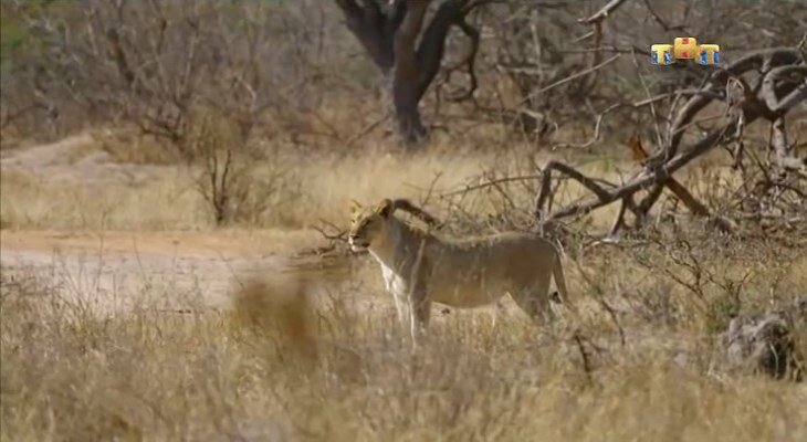 Кадры из саванны. Лев