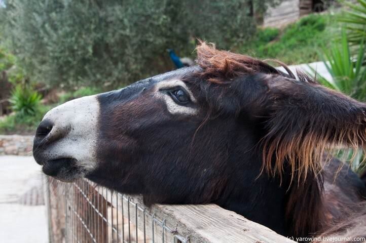 Крит, ослиная ферма