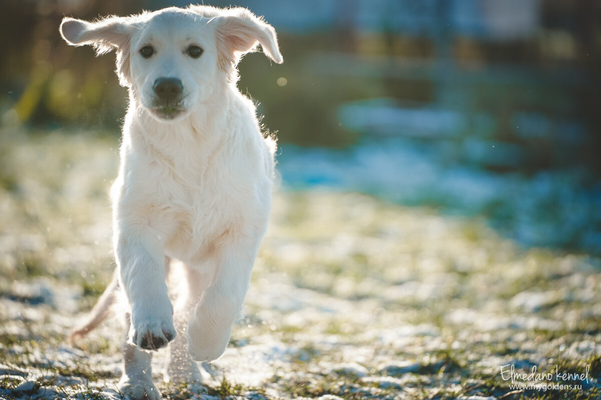 На фото наша младшенькая - Мия.