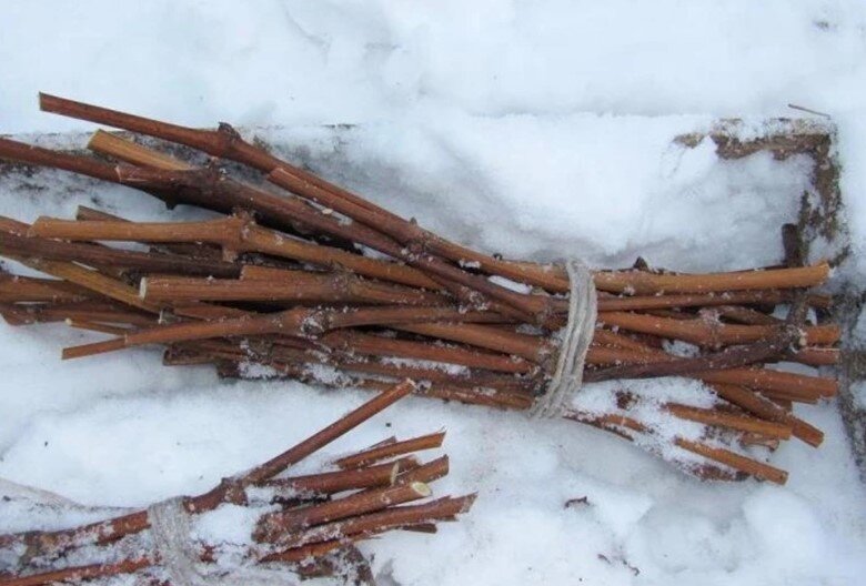 Если вы думаете, что основной пласт работ в саду выпадает на весну-лето, то это заблуждение. Даже в декабре на участке есть чем заняться, несмотря на заморозки.