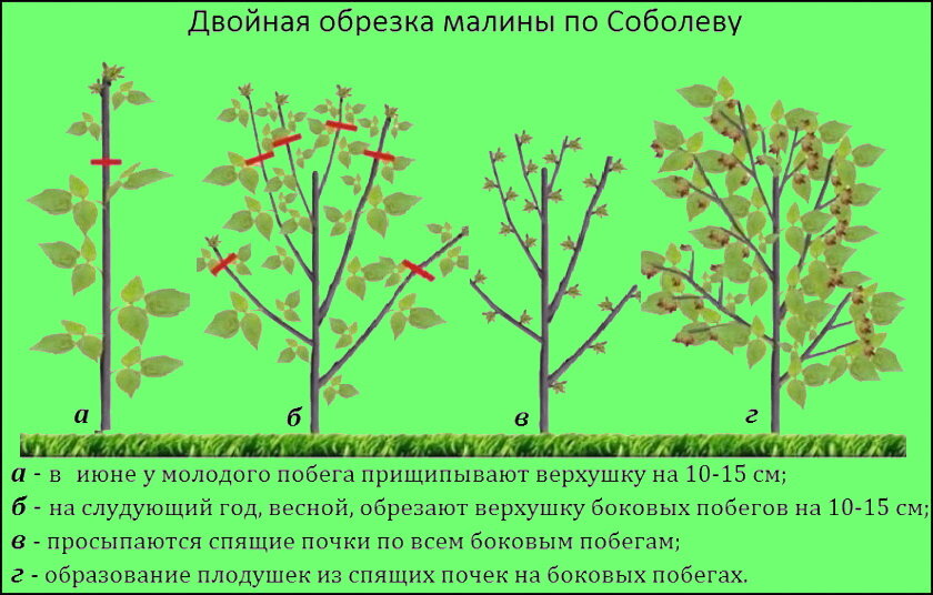 Обрезка малины по соболеву схема