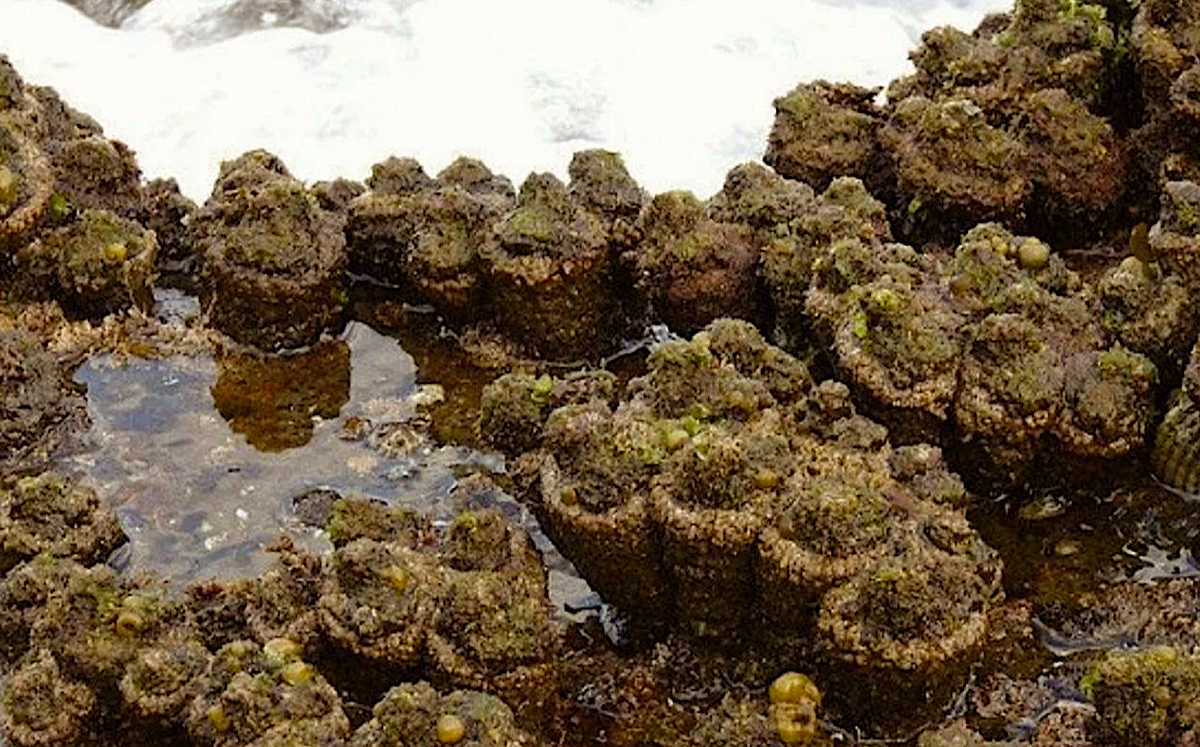 Морские живые камни
